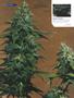 Page: - 78 | High Times