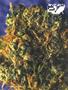 Page: - 96 | High Times