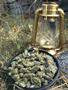 Page: - 43 | High Times