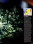 Page: - 53 | High Times