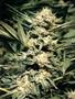 Page: - 55 | High Times