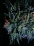 Page: - 56 | High Times