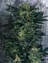 Page: - 58 | High Times