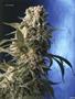 Page: - 63 | High Times