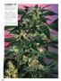 Page: - 64 | High Times