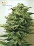 Page: - 78 | High Times