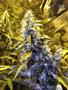 Page: - 97 | High Times