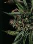 Page: - 56 | High Times