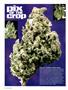 Page: - 18 | High Times