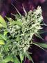 Page: - 19 | High Times