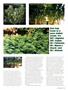 Page: - 25 | High Times