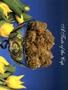 Page: - 51 | High Times
