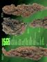 Page: - 52 | High Times