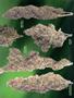 Page: - 53 | High Times