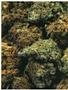 Page: - 44 | High Times