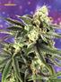 Page: - 51 | High Times