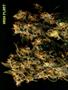 Page: - 52 | High Times