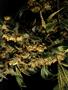 Page: - 53 | High Times