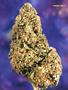 Page: - 54 | High Times