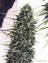 Page: - 71 | High Times