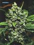 Page: - 33 | High Times