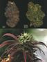 Page: - 52 | High Times