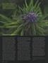Page: - 54 | High Times