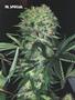 Page: - 55 | High Times