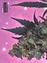 Page: - 56 | High Times