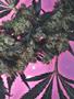 Page: - 57 | High Times
