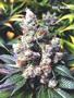 Page: - 58 | High Times