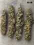 Page: - 19 | High Times