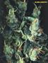 Page: - 55 | High Times