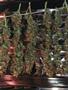 Page: - 57 | High Times