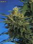 Page: - 58 | High Times