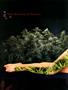 Page: - 44 | High Times