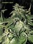 Page: - 37 | High Times