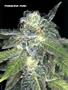 Page: - 55 | High Times