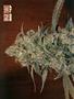 Page: - 56 | High Times