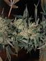 Page: - 57 | High Times
