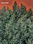Page: - 58 | High Times