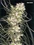 Page: - 75 | High Times