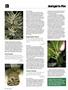 Page: - 78 | High Times