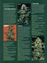 Page: - 53 | High Times