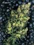Page: - 55 | High Times