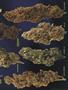 Page: - 57 | High Times