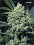 Page: - 79 | High Times