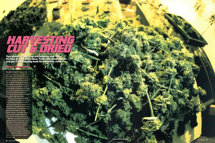 HARVESTING CUT & DRIED
