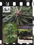 Page: - 12 | High Times