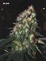 Page: - 47 | High Times
